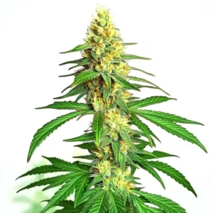Ak59 Auto – Blimburn Seeds