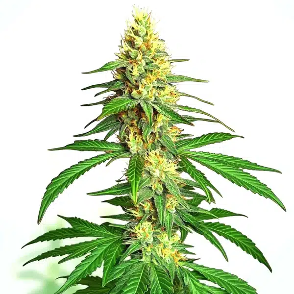 Ak59 Auto – Blimburn Seeds