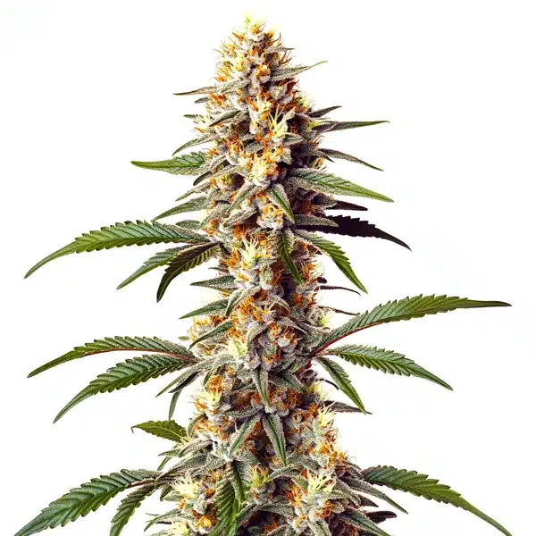Alaskan x Kush x Brazil – Blimburn Seeds
