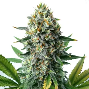 Alien OG Fast Version – Blimburn Seeds