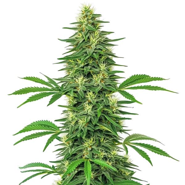 Alien OG – Blimburn Seeds