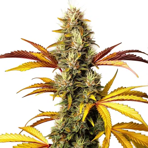 Alien Og Regular – Blimburn Seeds