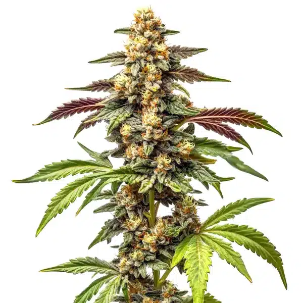 Alien Rock Candy F1 – Blimburn Seeds