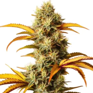 Alien Technology – Blimburn Seeds