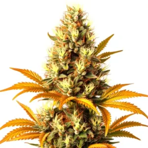 Alien Technology Regular – Blimburn Seeds