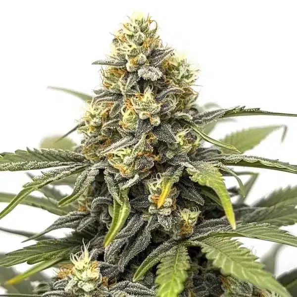 Amnesia – Blimburn Seeds