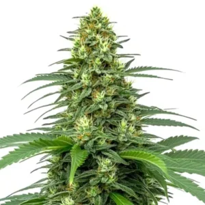 Amnesia Auto – Blimburn Seeds