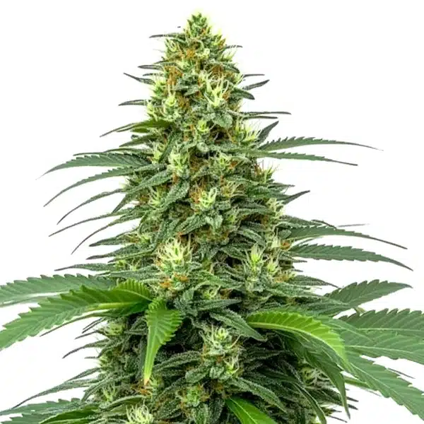 Amnesia Auto – Blimburn Seeds