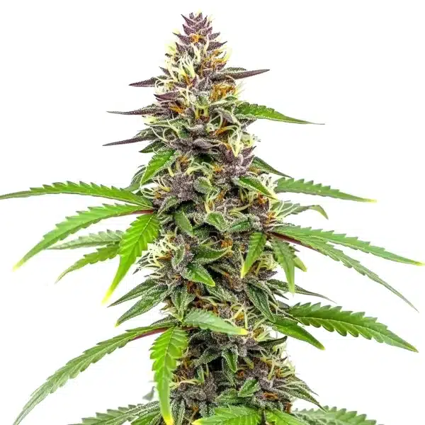 Amnesia Blue Headband – Blimburn Seeds