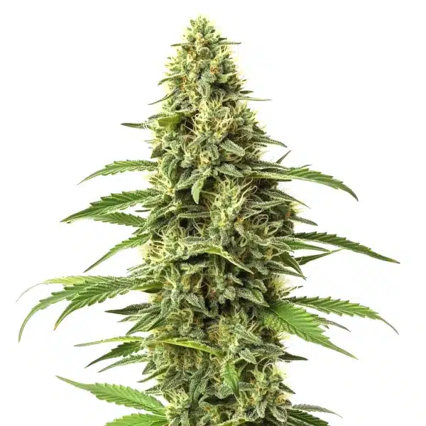 Amnesia CBD (1:1) – Blimburn Seeds