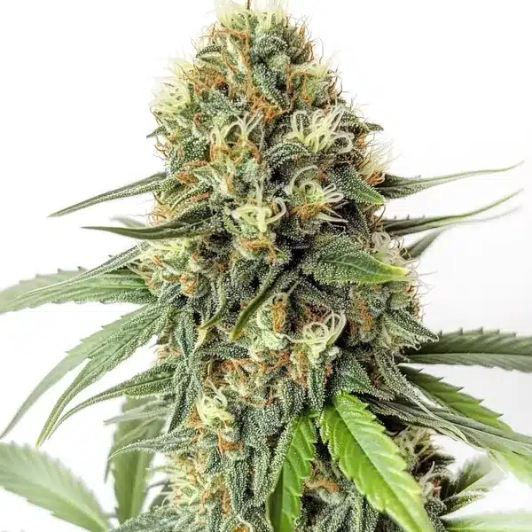 Amnesia F1 – Blimburn Seeds