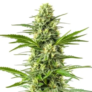Amnesia Fast Version – Blimburn Seeds