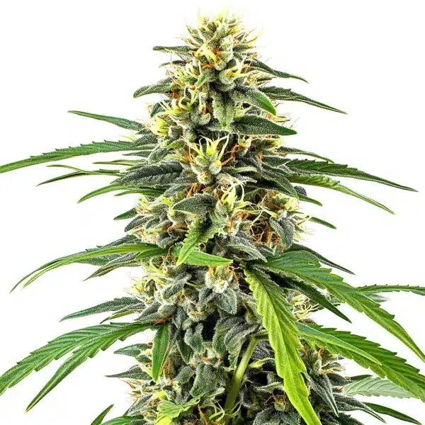 Amnesia Haze – Blimburn Seeds