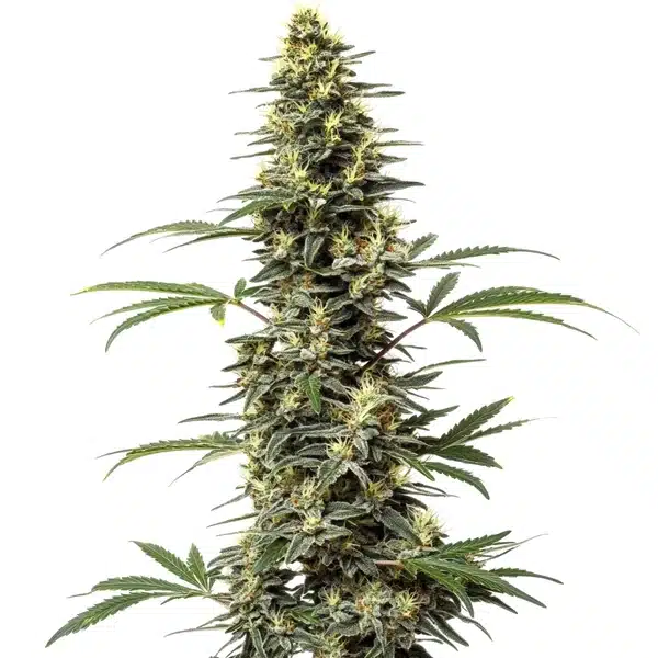 Classics Edition – Blimburn Seeds