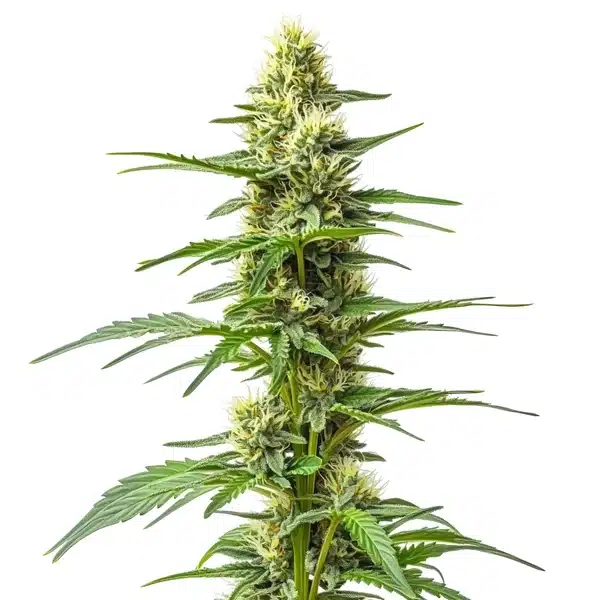 Amnesia Kush Auto – Blimburn Seeds