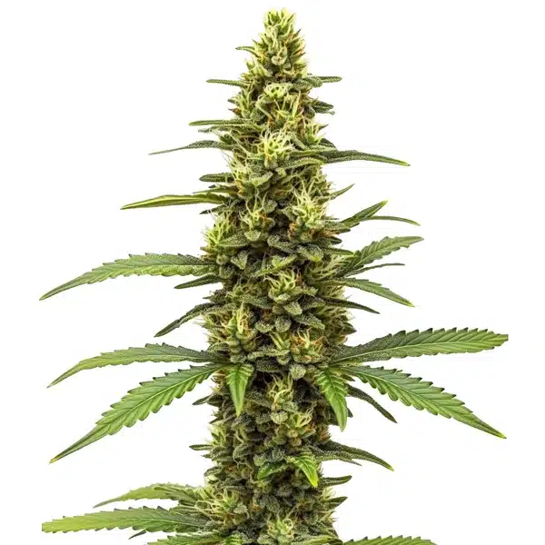Amnesia Kush Regular – Blimburn Seeds