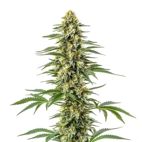 Amnesia Kush – Blimburn Seeds