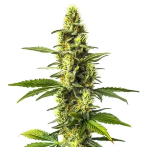Amnesia Lemon – Blimburn Seeds