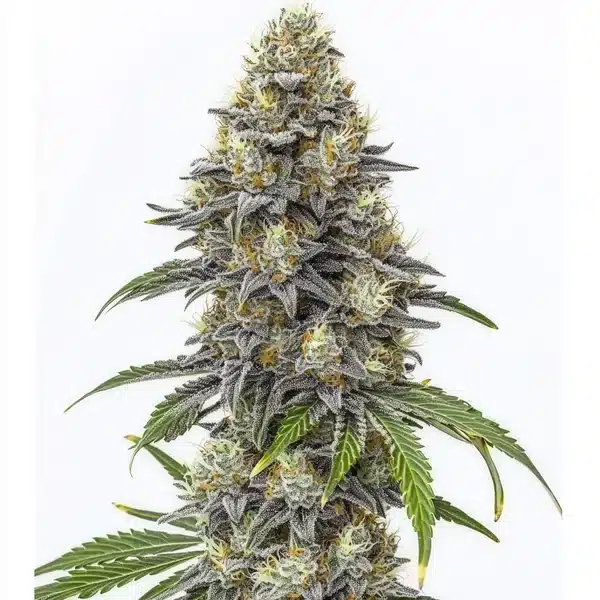 Amnesia Lemon Cake Boom Regular – Blimburn Seeds