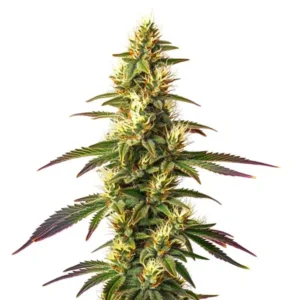 Amnesia Lemon Fast Version – Blimburn Seeds