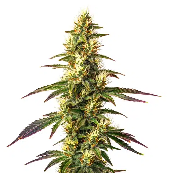 Amnesia Lemon Fast Version – Blimburn Seeds