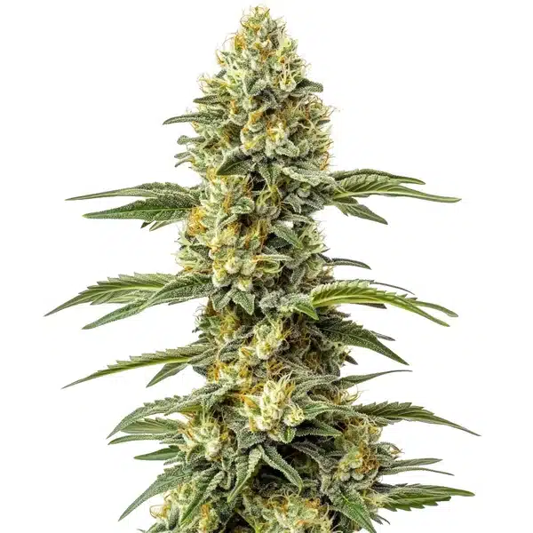 Amnesia Lemon Regular – Blimburn Seeds