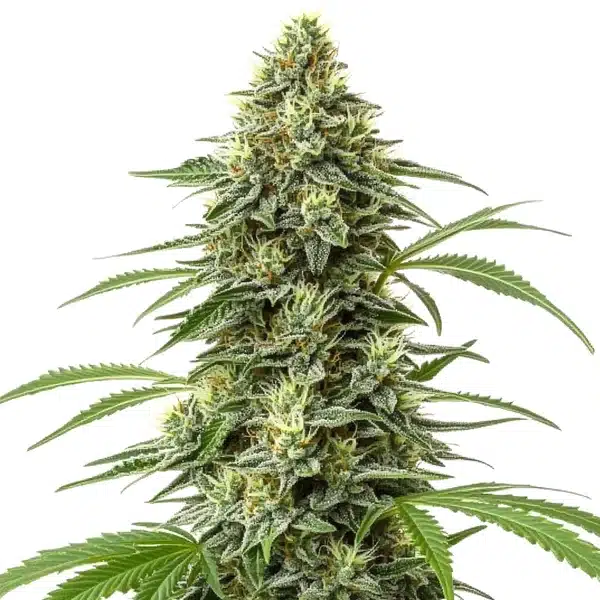 Amnesia Regular – Blimburn Seeds