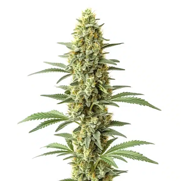 Amnesia x Kali Mist – Blimburn Seeds