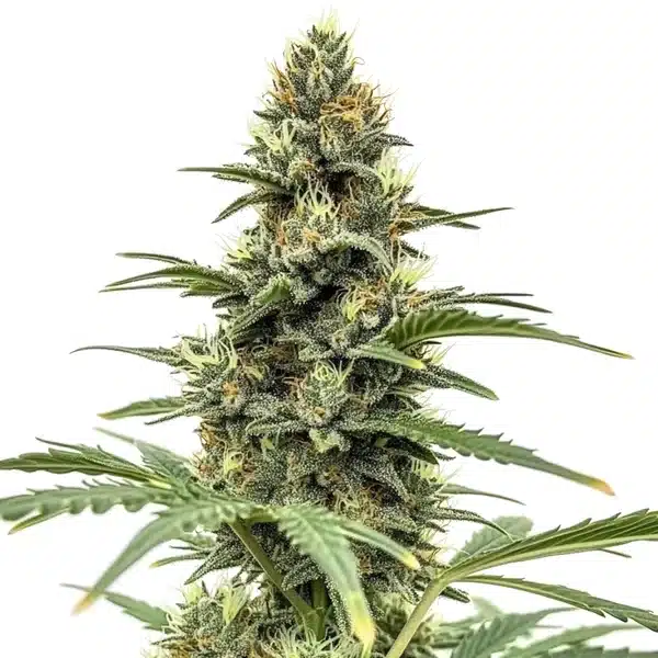 Amnesia x Nicole Kush – Blimburn Seeds