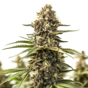 Animal Cookies – Blimburn Seeds