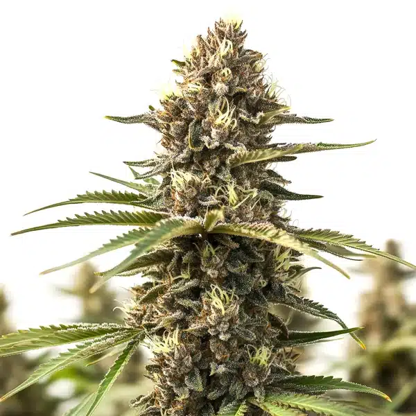 Animal Cookies – Blimburn Seeds