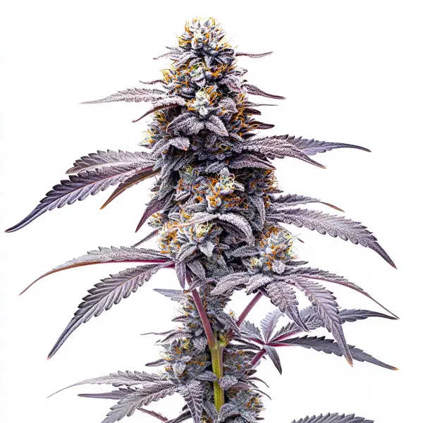 Animal Mints – Blimburn Seeds