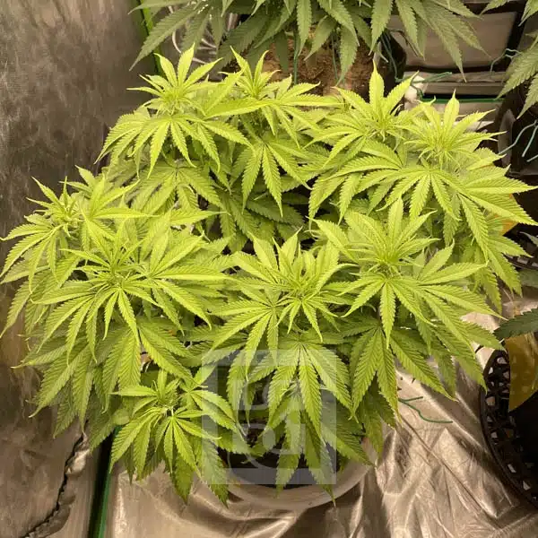 Apple Fritter – Blimburn Seeds