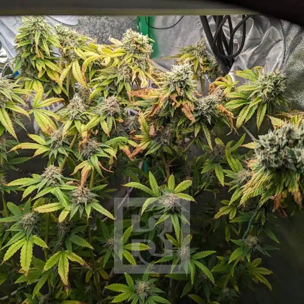Apple Fritter – Blimburn Seeds
