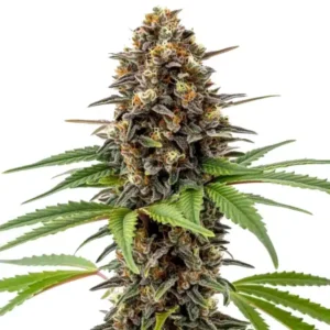 Archive Runtz – Blimburn Seeds