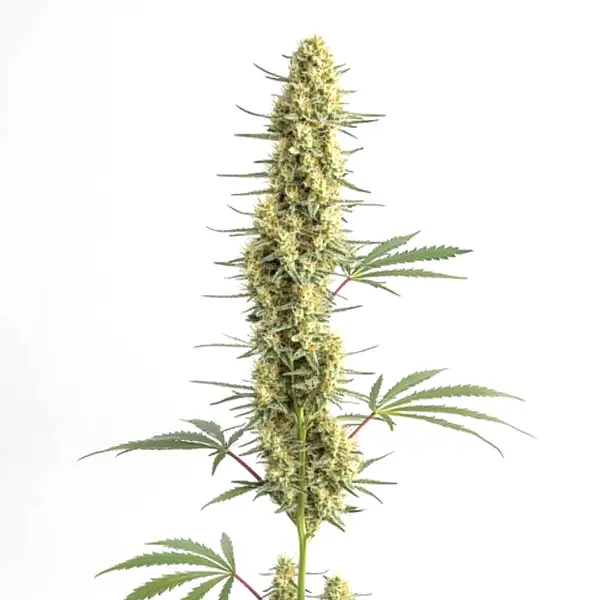 Auto CBD Amnesia – Blimburn Seeds