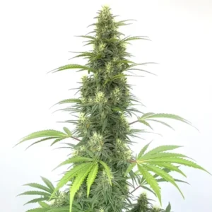 CBD Cheese Auto – Blimburn Seeds