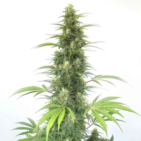 CBD Cheese Auto – Blimburn Seeds