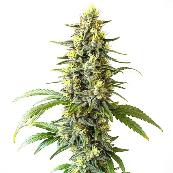 CBD Haze Auto (1:1) – Blimburn Seeds