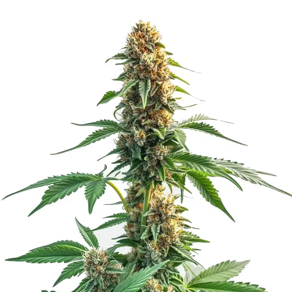 CBD Kush Auto – Blimburn Seeds