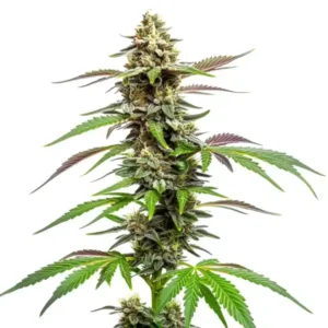 Auto CBD Med Go – Blimburn Seeds