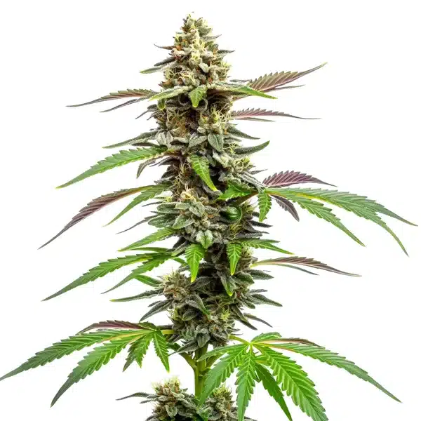 Auto CBD Med Go – Blimburn Seeds