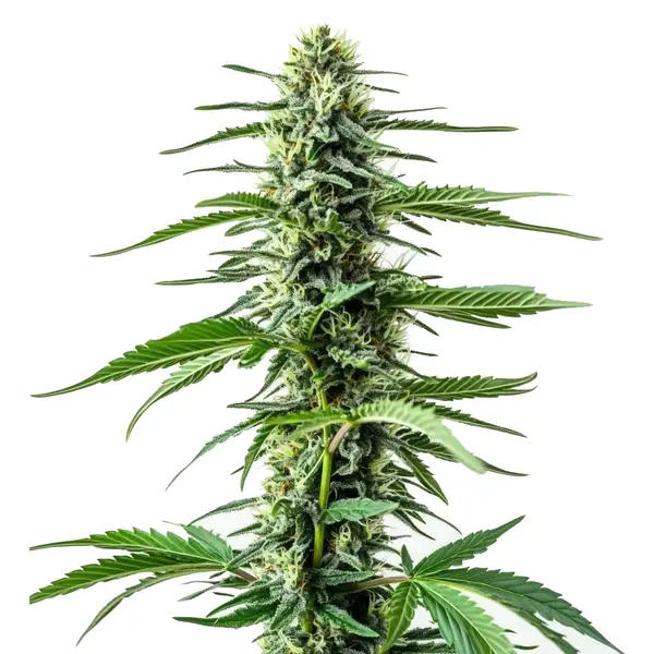 Auto Northern Lights CBD – Blimburn Seeds