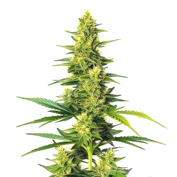 Auto White Widow CBD – Blimburn Seeds