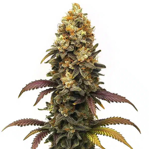 BC Diesel – Blimburn Seeds