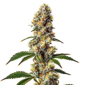 Badazz Cheese – Blimburn Seeds