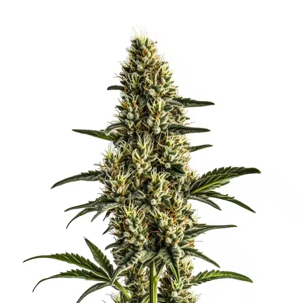 Badazz Rolex – Blimburn Seeds