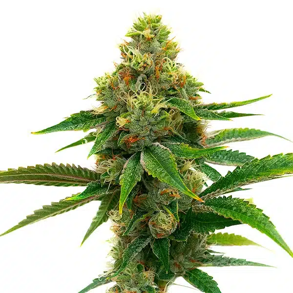 Banana Cream – Blimburn Seeds