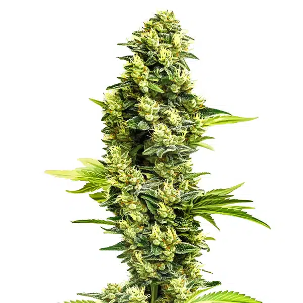 Banana Kush Regular – Blimburn Seeds