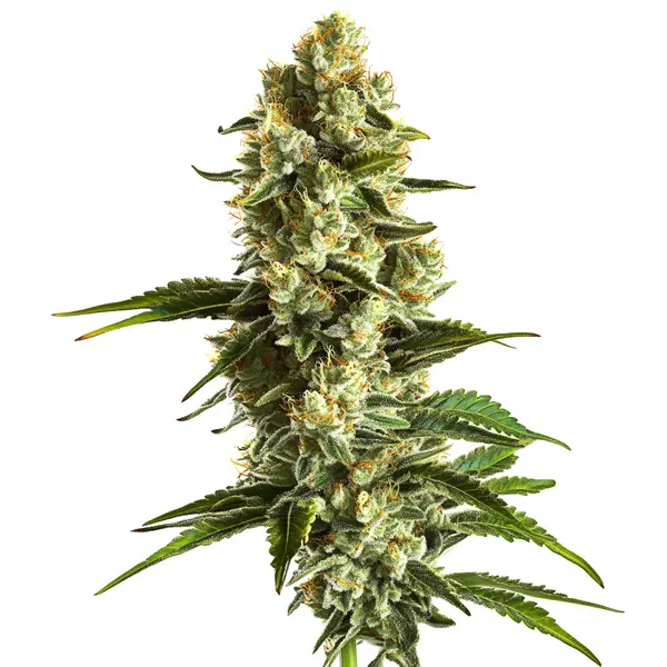 Banana Kush – Blimburn Seeds